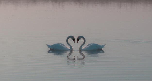 Schwammenschwärmersee