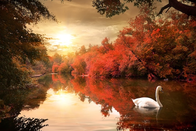 Schwan auf dem Herbstfluss bei Sonnenaufgang