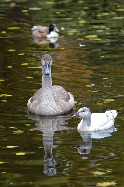 Foto schwan auf dem see