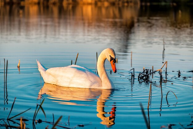 Schwan auf dem Wasser bei Sonnenuntergang