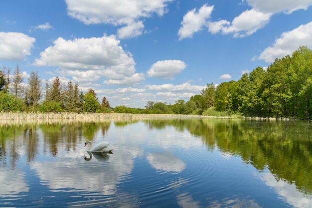 Schwan auf einem See mit verspiegeltem blauem Himmel mit weißen Wolken