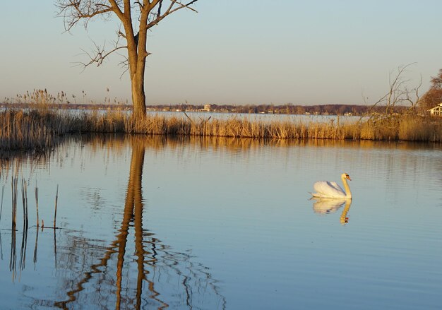 Schwan auf einem See