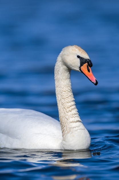 Schwan auf einer klaren tiefblauen Flussreflexion