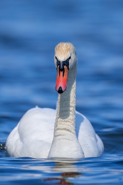 Schwan auf einer klaren tiefblauen Flussreflexion