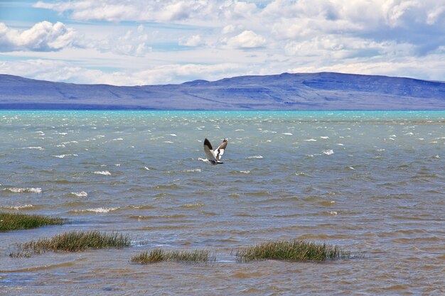 Schwan fliegt auf dem See