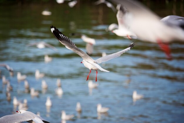 Foto schwan fliegt über den see