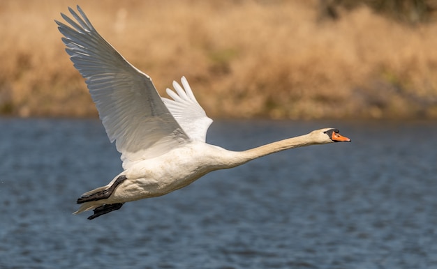 Schwan im Flug tief über dem Wasser, Wildtier