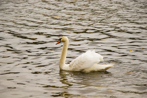 Schwan im See, Tiermotiv. Weißer Schwan.