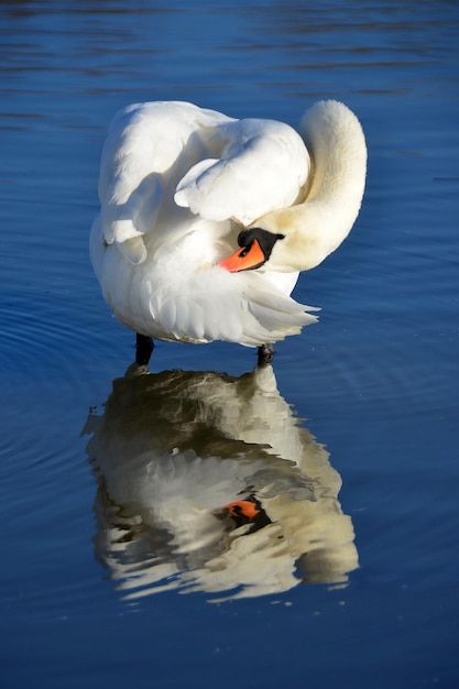 Schwan im Wasser mit Reflexion