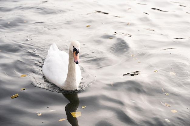 Schwan im wilden Schwimmen in einem Fluss Natur- und Tierkonzept