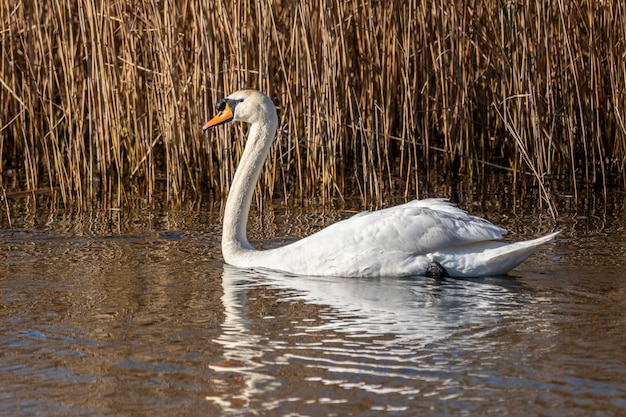 Schwan in den Sümpfen des Ampurdan.