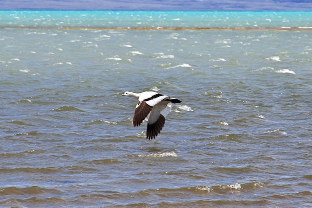 Schwan in Laguna Nimez Reserva in El Calafate, Patagonien, Argentinien