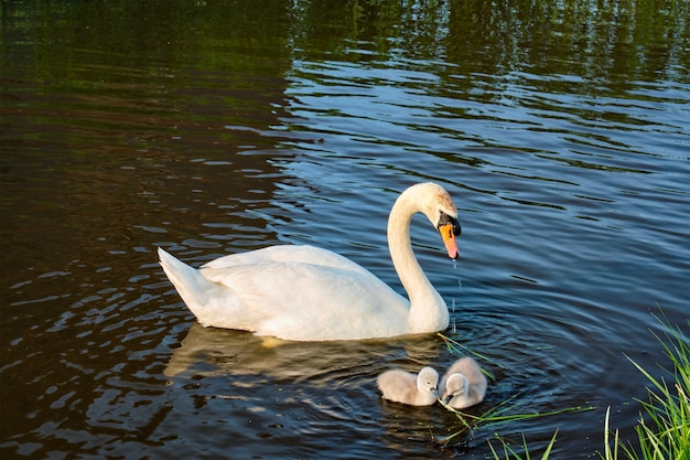 Schwan mit kleinen Schwänen