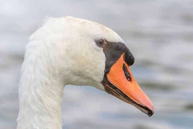 Schwan Nahaufnahme, Schwanenporträt, Cygnus