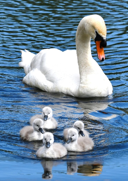 Foto schwan schwimmt auf dem see