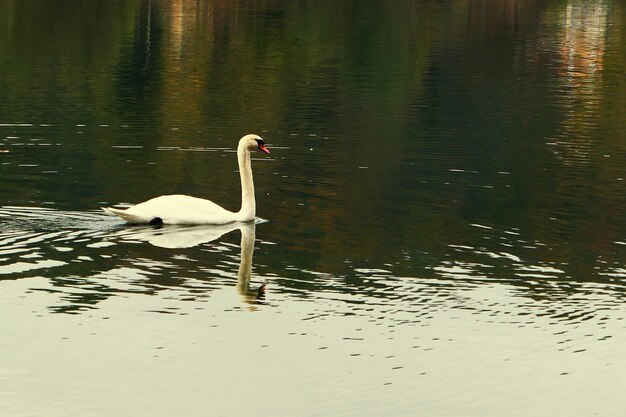 Foto schwan schwimmt auf dem see