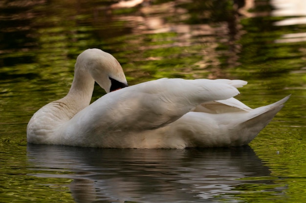 Foto schwan schwimmt auf dem see