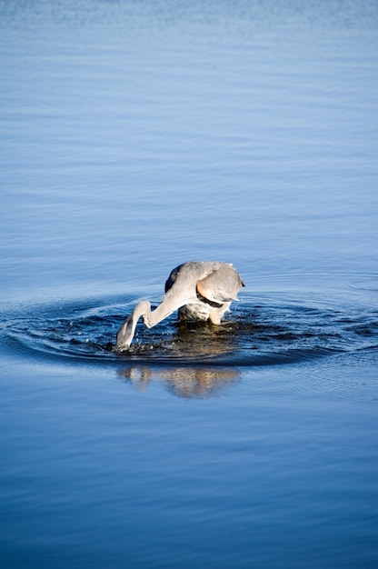 Schwan schwimmt im See