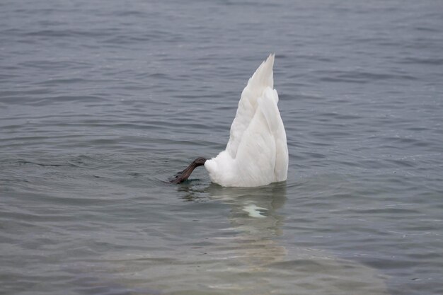 Foto schwan schwimmt im see