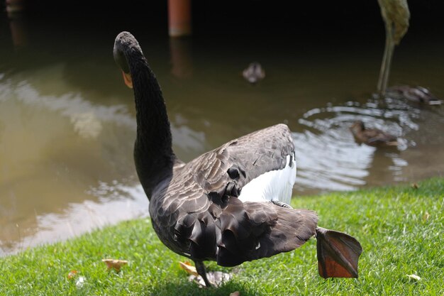 Foto schwan schwimmt im see