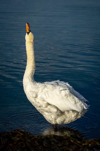 Foto schwan schwimmt im see