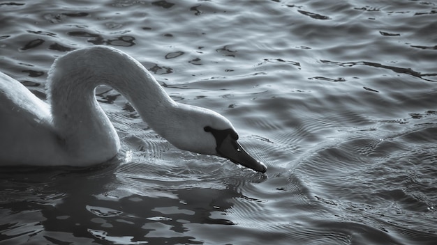 Foto schwan schwimmt im see