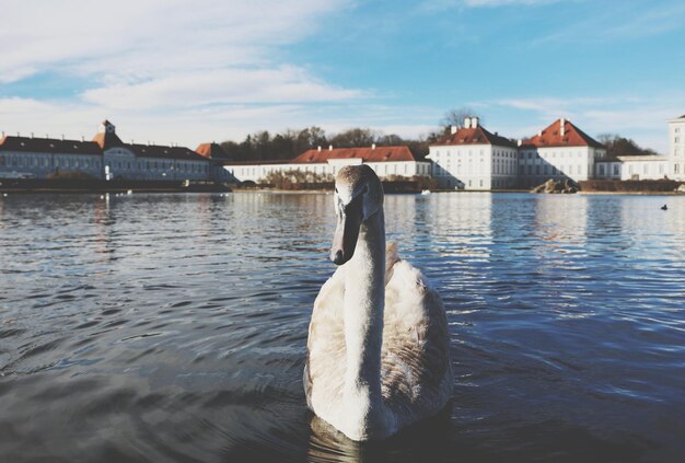 Foto schwan schwimmt im see