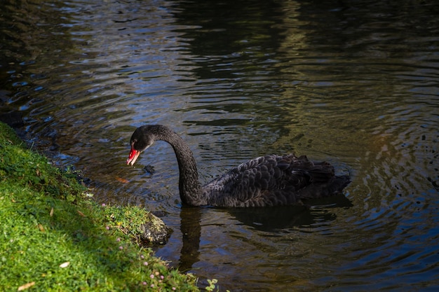 Foto schwan schwimmt im see