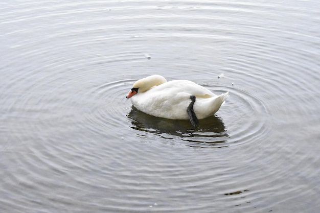 Foto schwan schwimmt im see