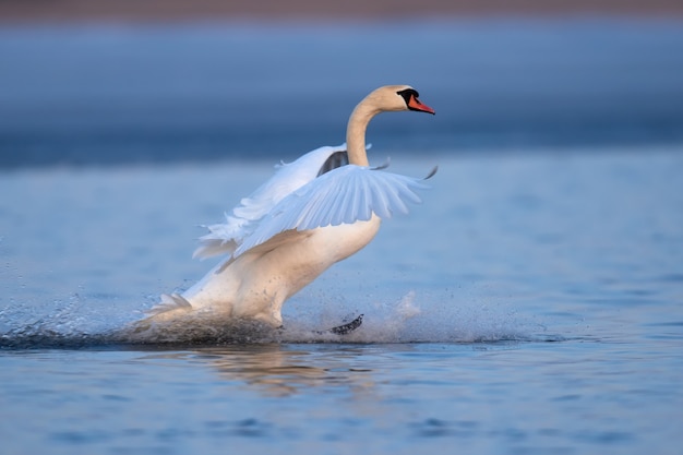 Schwan steigt aus dem Wasser und spritzt Wasser fällt herum