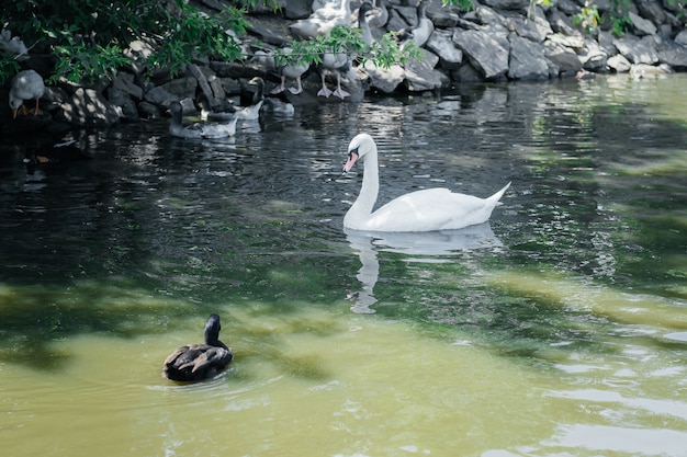 Schwan und Wildente schwimmen auf dem Fluss