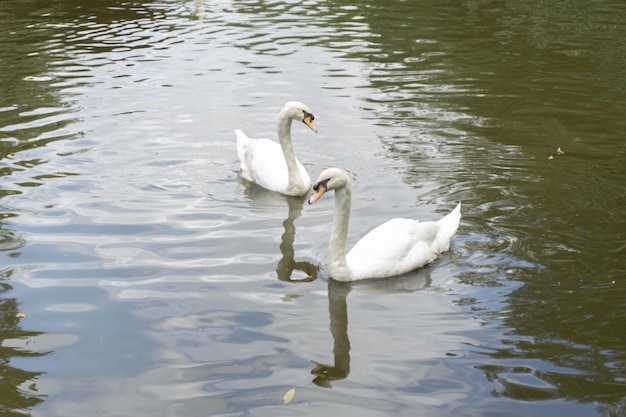 Schwan zwei im Zoo