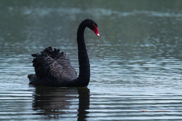 Schwanen schwimmen im See