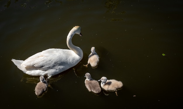 Schwanenfamilie im Teich