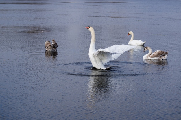 Schwanenfamilie schwimmt auf dem See