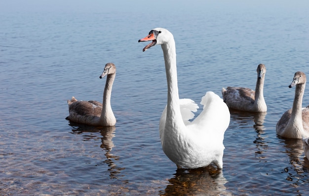 Schwanenfamilie schwimmt in der Morgensonne über den See.