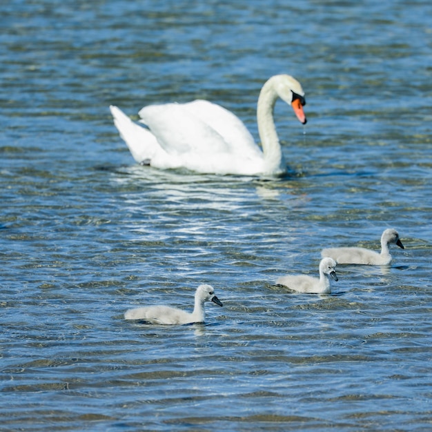 Schwanenfamilie