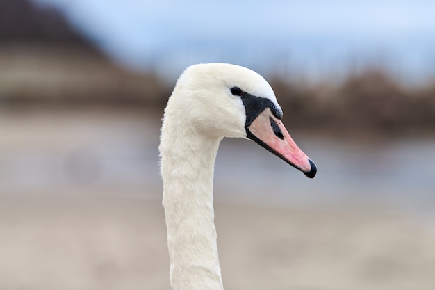 Schwanengesicht auf Strandhintergrund