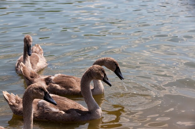 Schwanengruppe am See