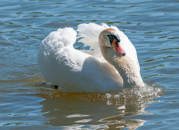 Foto schwanenmann zeigt sich auf dem wasser