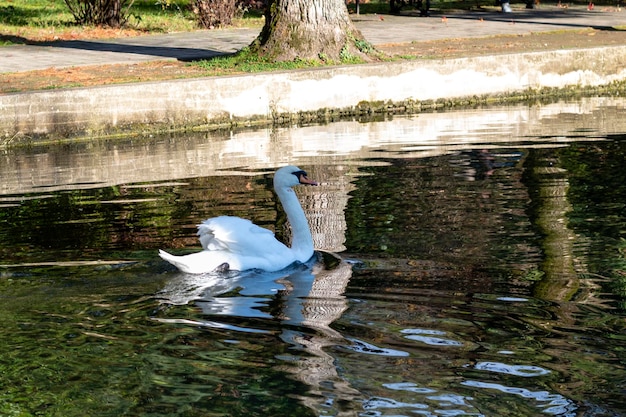 Schwanenschwimmen im Stadtparkteich