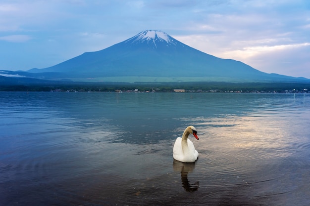 Foto schwanenschwimmen im yamanaka-see, japan