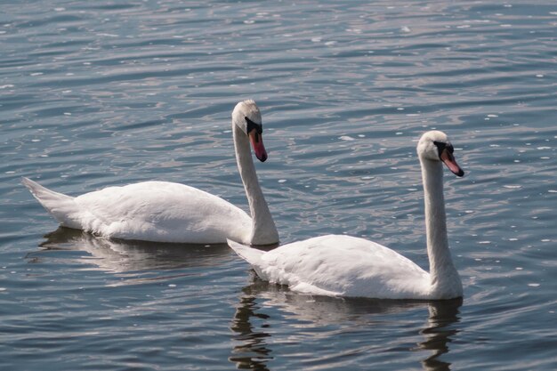 Schwanensee Ein Paar schöne wilde weiße Schwäne in einem Teich Reservoir mit Wildvögeln