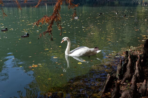 Schwanensegeln entlang des Sees im Parco di Monza