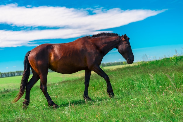 Schwangeres junges starkes Pferd mit der geernteten Mähne ist auf der Seite eines grünen Feldes
