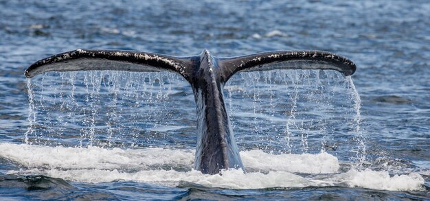 Schwanz Buckelwal über der Wasseroberfläche Nahaufnahme. Chatham Strait Bereich. Alaska. USA.