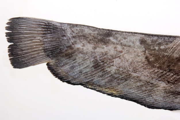 Schwanz des Welses (Silurus glanis) lokalisiert auf weißem Hintergrund