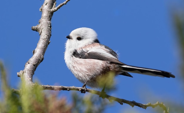 Schwanzmeise Aegithalos caudatus Ein Vogel sitzt auf einem Ast gegen den Himmel