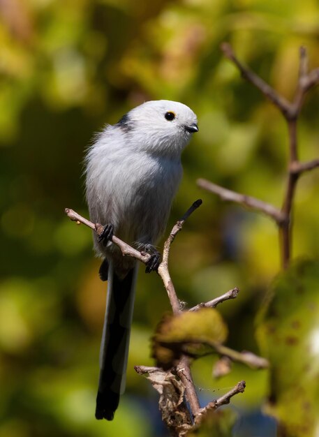 Schwanzmeise Aegithalos caudatus Ein Vogel sitzt auf einem Ast zwischen den Blättern