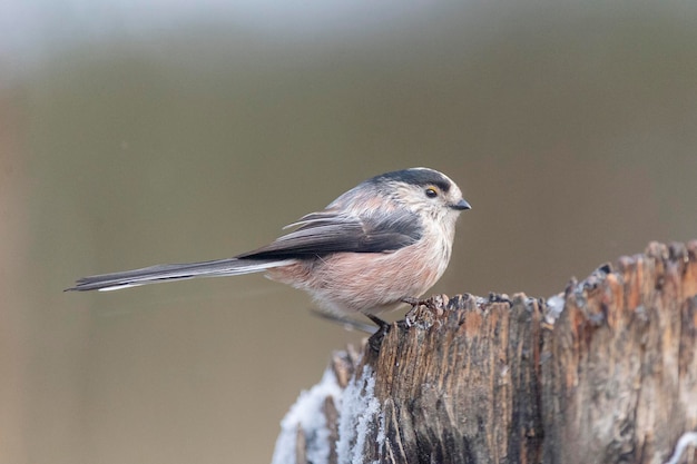 Schwanzmeise (Aegithalos caudatus) Granada, Spanien